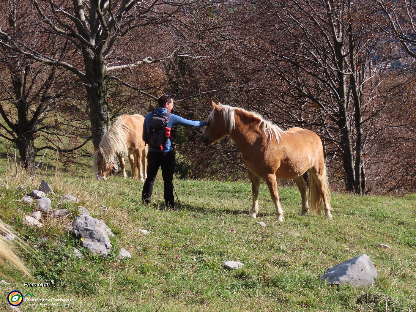 42 Un cavallo si lascia accarezzare.JPG